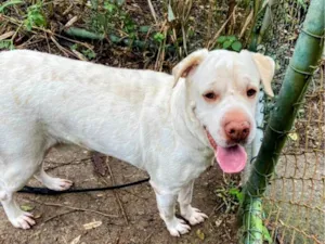 Cachorro raça SRD-ViraLata idade 4 anos nome Ghost