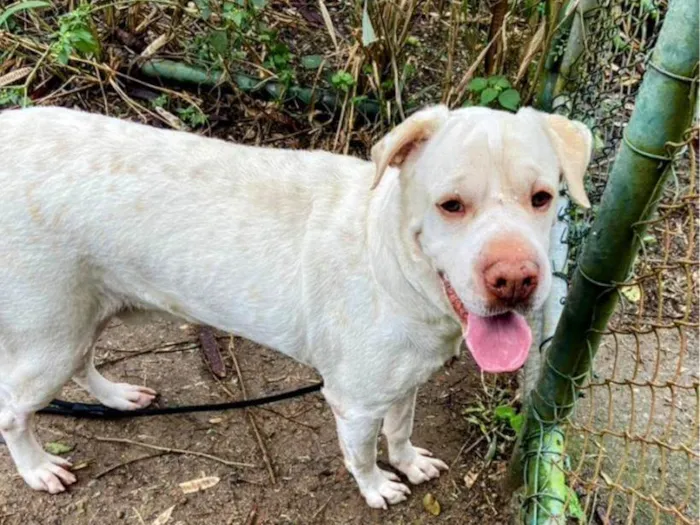 Cachorro ra a SRD-ViraLata idade 4 anos nome Ghost