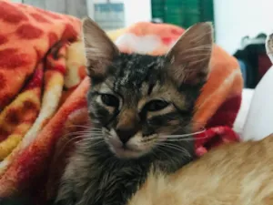 Gato raça SRD-ViraLata idade 7 a 11 meses nome OTAVIO