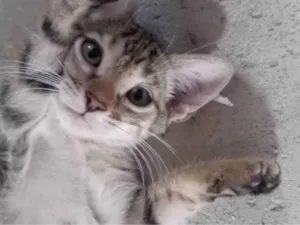 Gato raça SRD-ViraLata idade 2 a 6 meses nome Luma