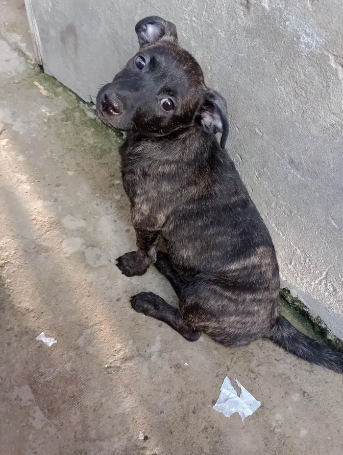 Cachorro ra a Pit-Bull idade 7 a 11 meses nome Rajada 