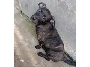 Cachorro raça Pit-Bull idade 7 a 11 meses nome Rajada 