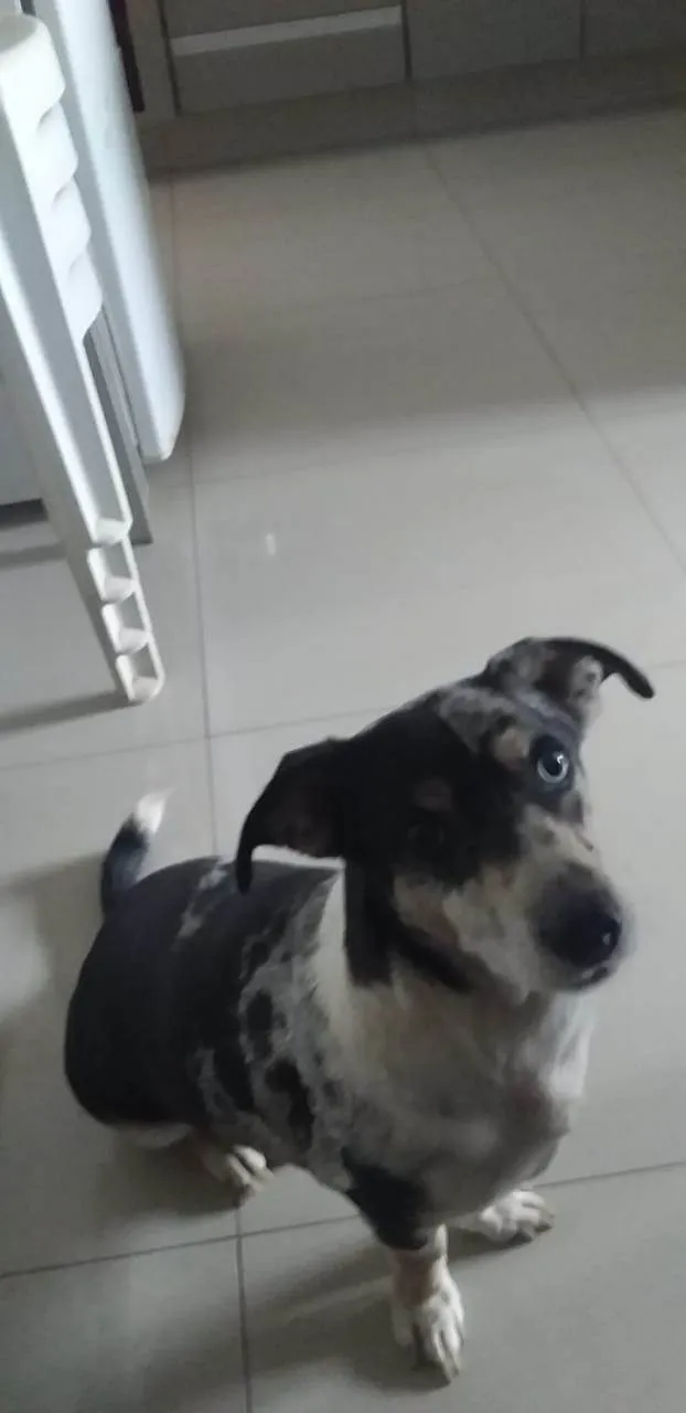 Cachorro ra a SRD-ViraLata idade 2 anos nome Morena e Zazu 