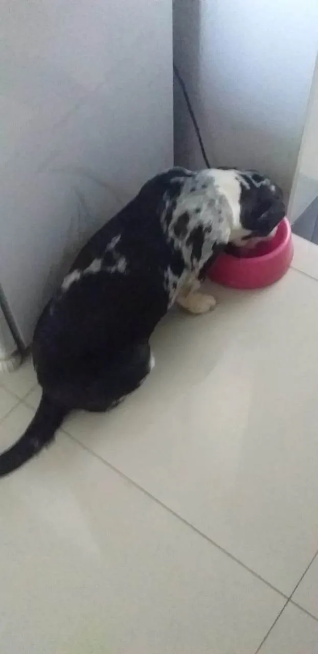 Cachorro ra a SRD-ViraLata idade 2 anos nome Morena e Zazu 