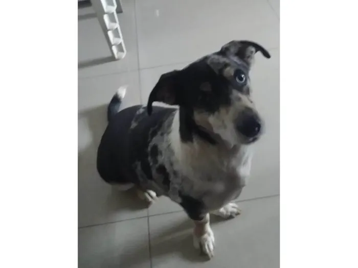 Cachorro ra a SRD-ViraLata idade 2 anos nome Morena e Zazu 