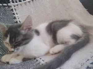 Gato raça Siamês idade Abaixo de 2 meses nome Cristafa juniar