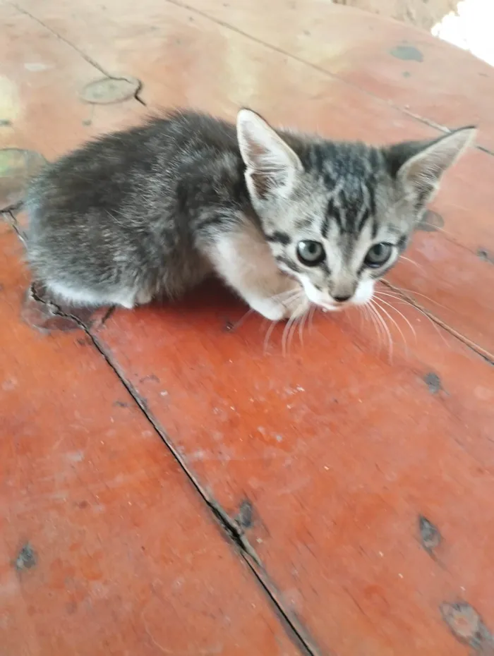 Gato ra a SRD-ViraLata idade Abaixo de 2 meses nome Sem nome