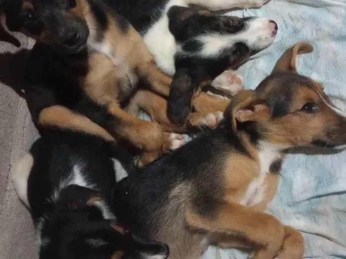 Cachorro ra a SRD-ViraLata idade Abaixo de 2 meses nome Qual o dono escolher 