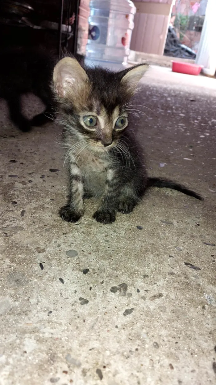 Gato ra a SRD-ViraLata idade Abaixo de 2 meses nome Nenens