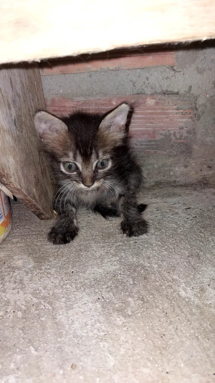 Gato ra a SRD-ViraLata idade Abaixo de 2 meses nome Nenens