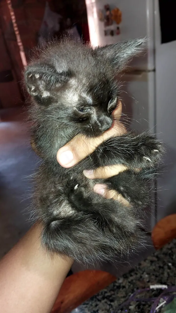 Gato ra a SRD-ViraLata idade Abaixo de 2 meses nome Nenens