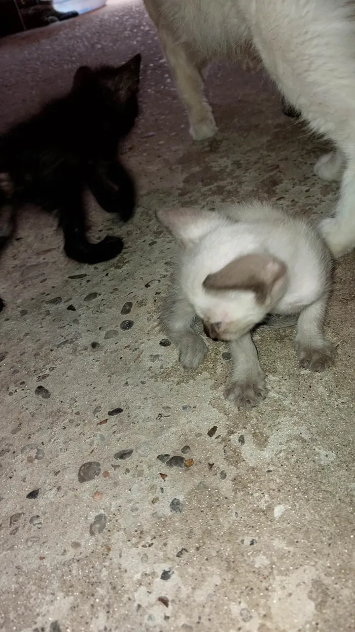 Gato ra a SRD-ViraLata idade Abaixo de 2 meses nome Nenens