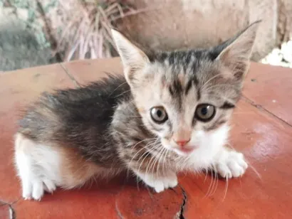 Gato raça SRD-ViraLata idade Abaixo de 2 meses nome Sem nome