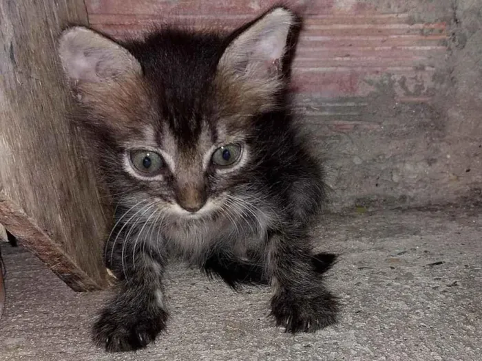 Gato ra a SRD-ViraLata idade Abaixo de 2 meses nome Nenens