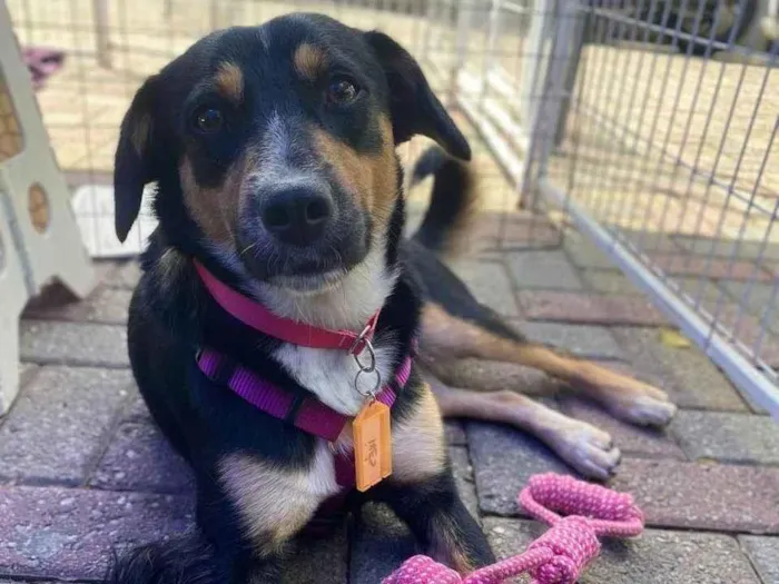 Cachorro ra a SRD-ViraLata idade 2 anos nome Bolinha 