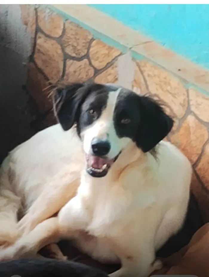 Cachorro ra a SRD-ViraLata idade 2 anos nome Beethoven 