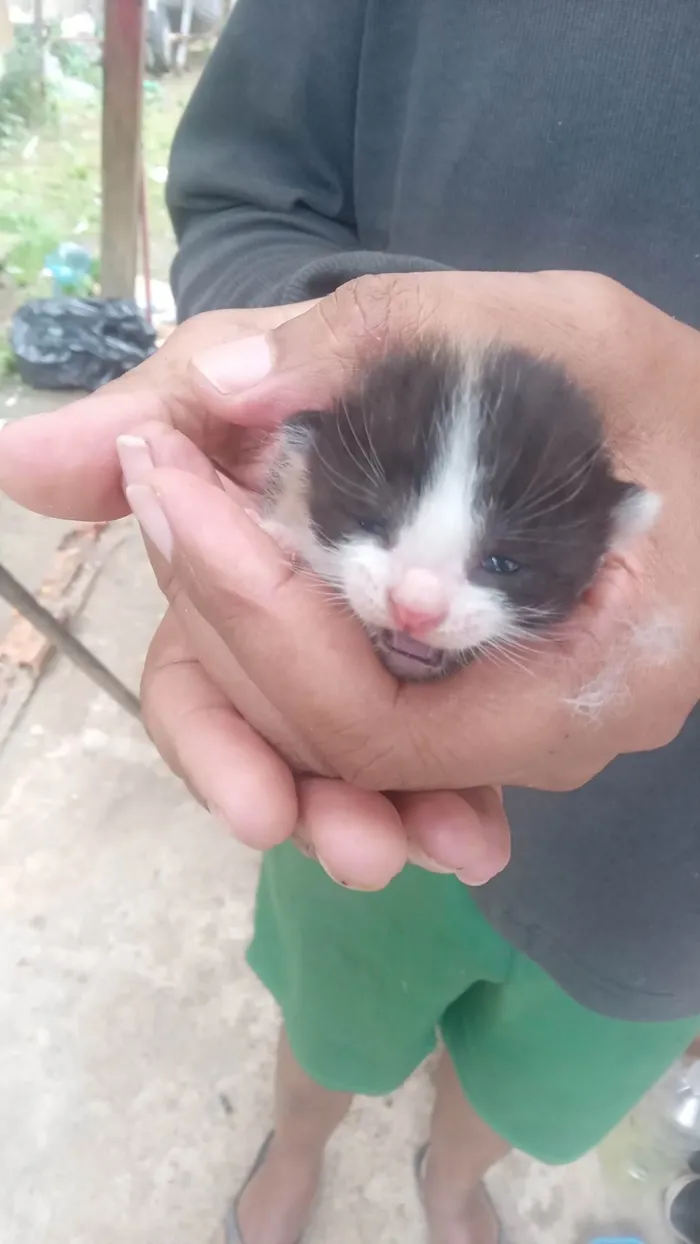 Gato ra a SRD-ViraLata idade Abaixo de 2 meses nome Sem Nome