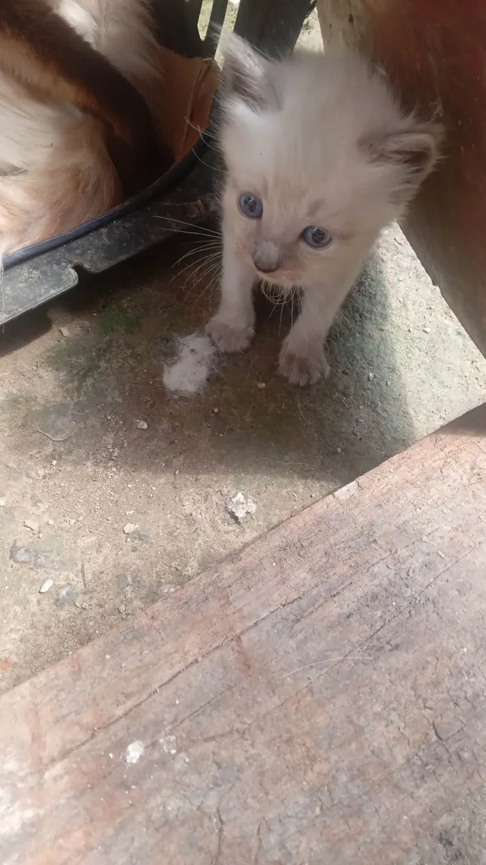 Gato ra a SRD-ViraLata idade Abaixo de 2 meses nome Sem Nome 