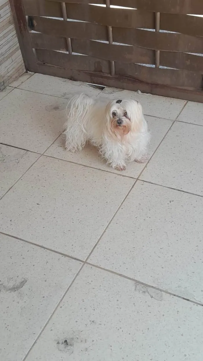 Cachorro ra a Lhasa Apso idade 1 ano nome Marly