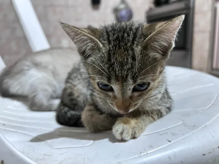 Gato ra a SRD-ViraLata idade 2 a 6 meses nome Perona