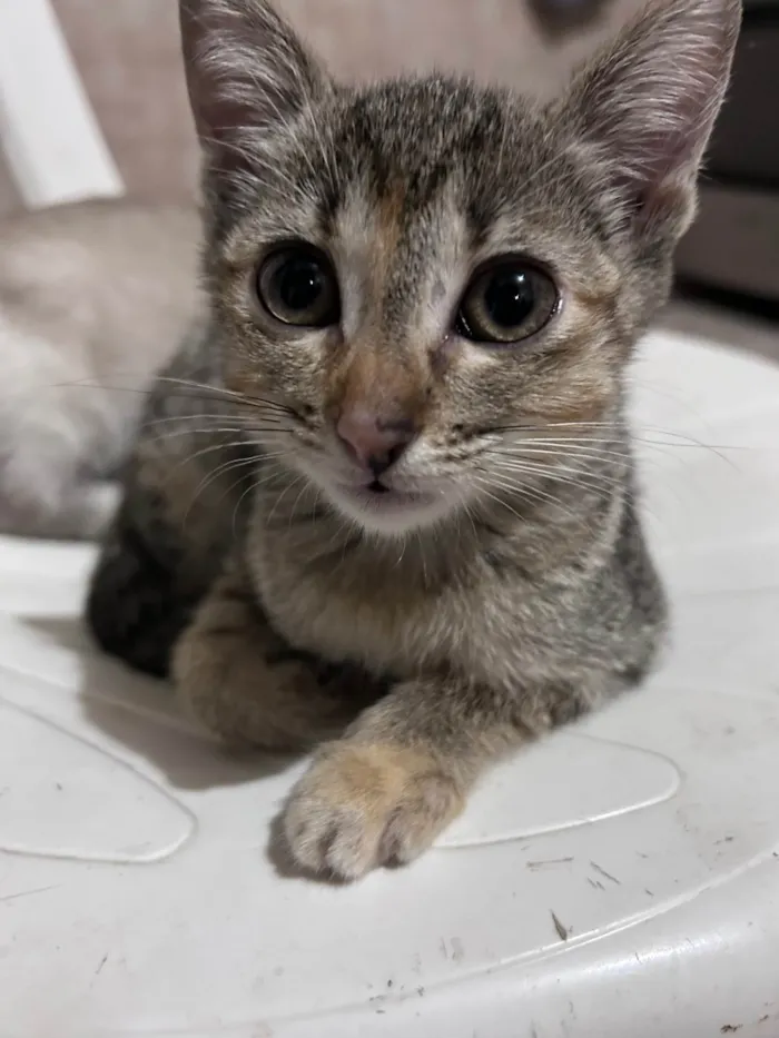 Gato ra a SRD-ViraLata idade 2 a 6 meses nome Perona