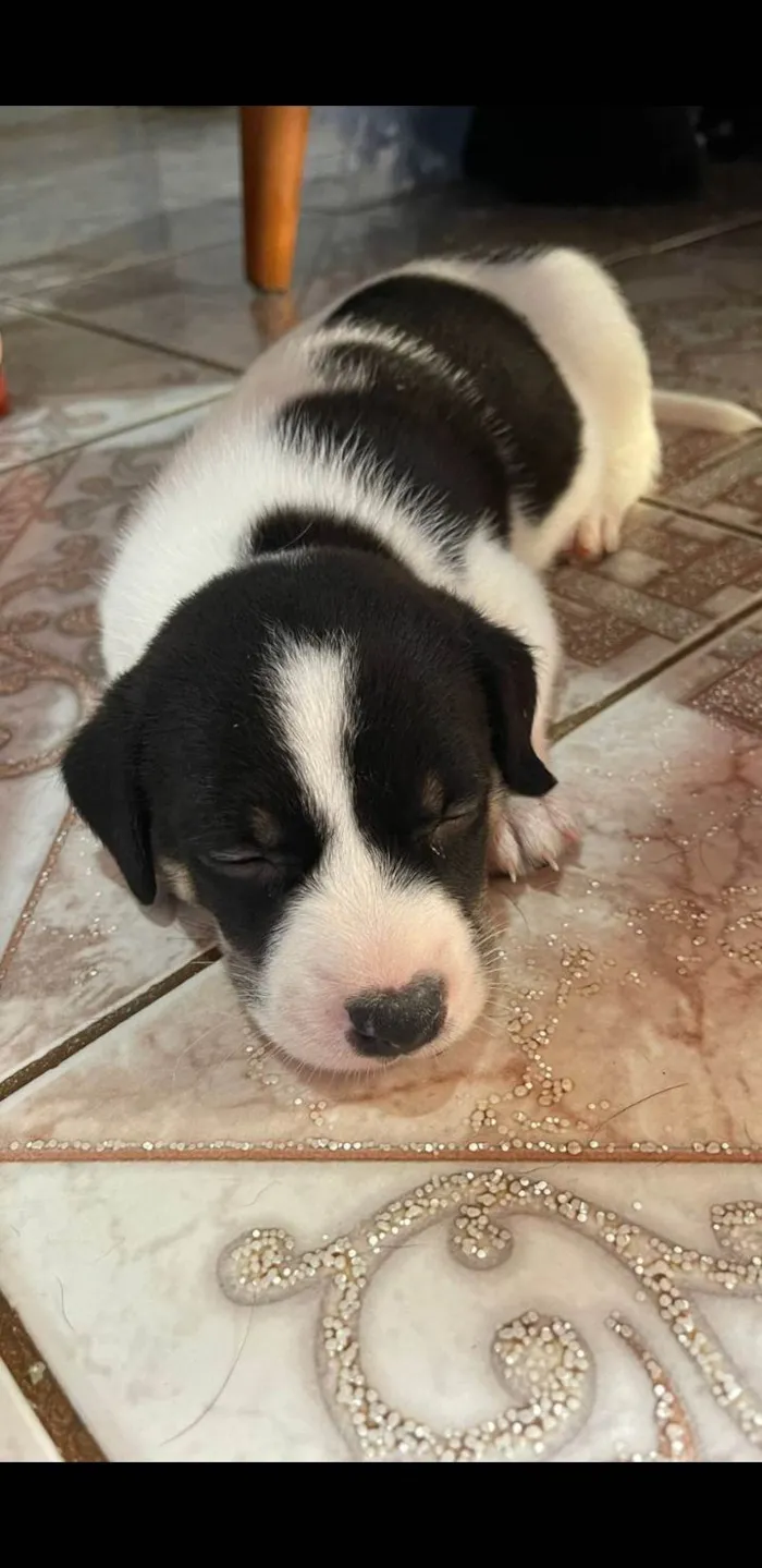 Cachorro ra a SRD-ViraLata idade Abaixo de 2 meses nome Sem nome ainda