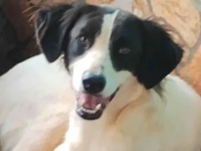 Cachorro raça SRD-ViraLata idade 2 anos nome Beethoven 