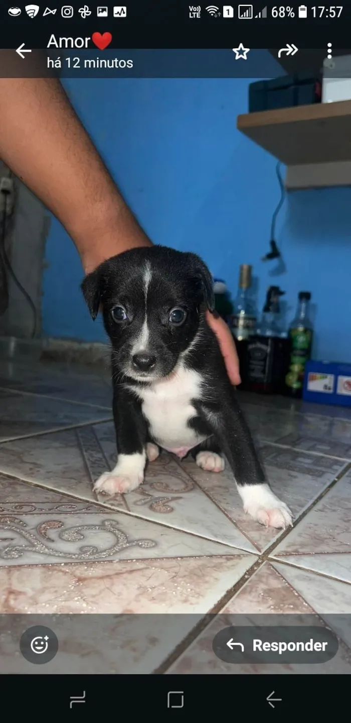 Cachorro ra a SRD-ViraLata idade Abaixo de 2 meses nome Sem nome ainda