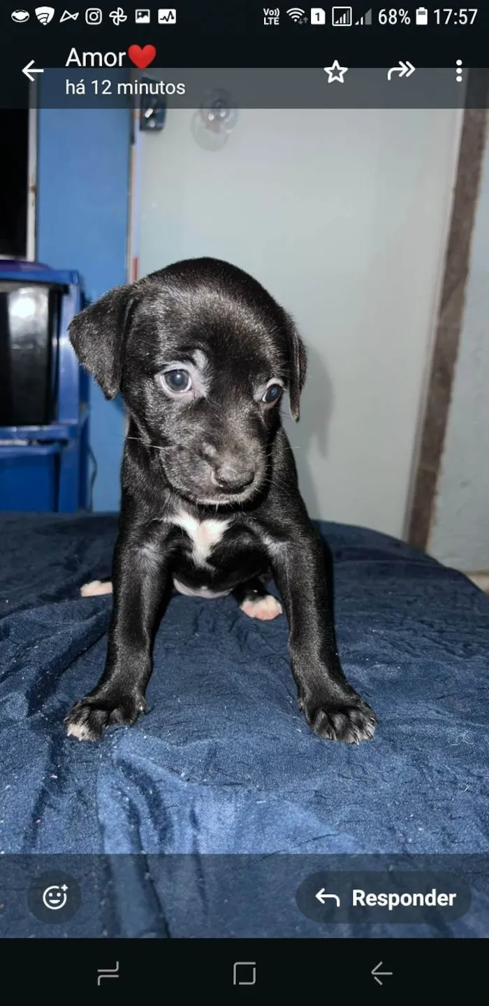 Cachorro ra a SRD-ViraLata idade Abaixo de 2 meses nome Sem nome ainda