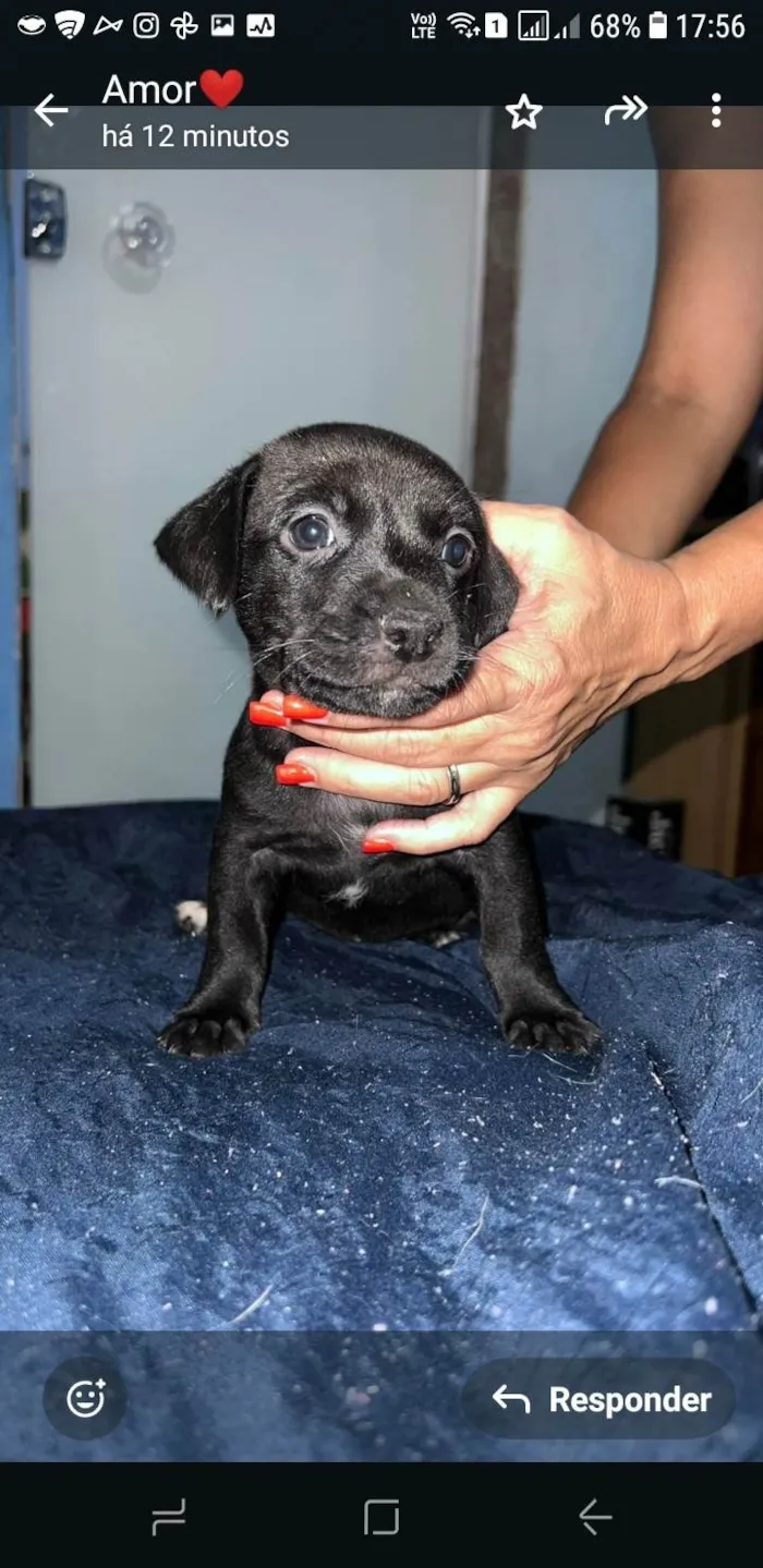 Cachorro ra a SRD-ViraLata idade Abaixo de 2 meses nome Sem nome ainda