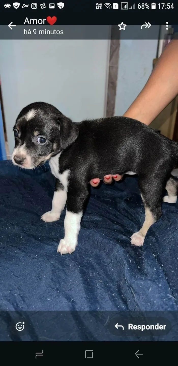 Cachorro ra a SRD-ViraLata idade Abaixo de 2 meses nome Sem nome ainda