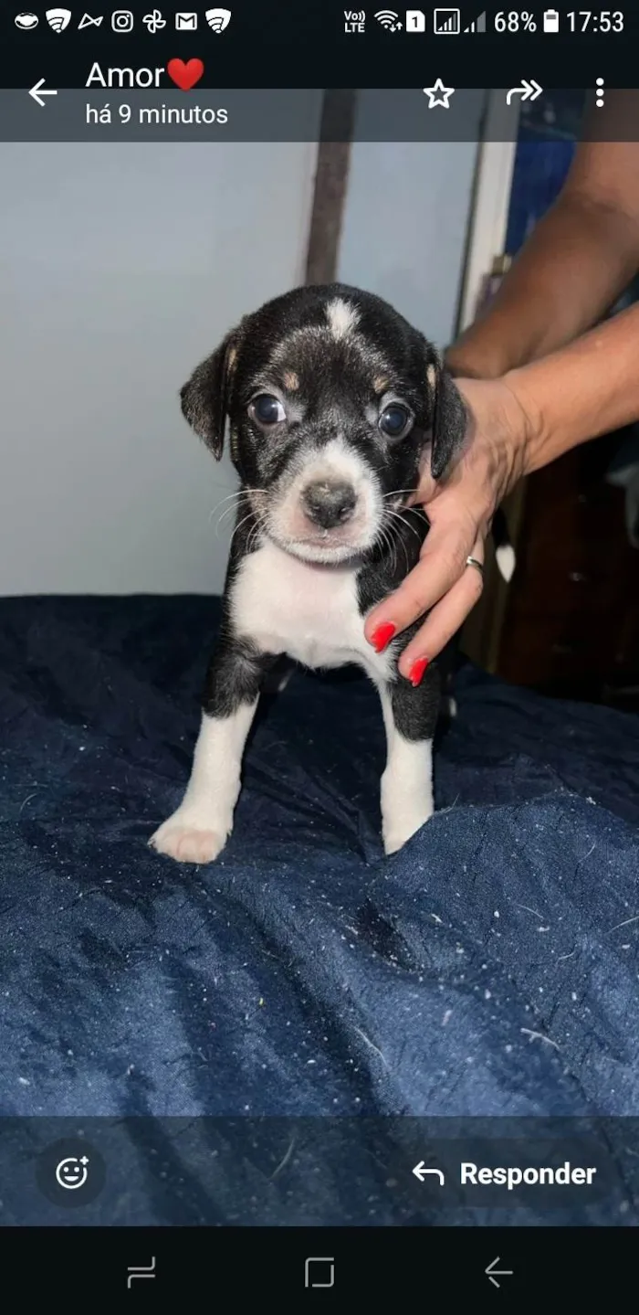 Cachorro ra a SRD-ViraLata idade Abaixo de 2 meses nome Sem nome ainda