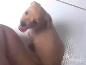 Cachorro raça SRD-ViraLata idade Abaixo de 2 meses nome Não tem