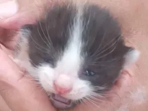 Gato raça SRD-ViraLata idade Abaixo de 2 meses nome Sem Nome