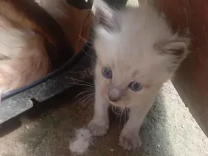 Gato raça SRD-ViraLata idade Abaixo de 2 meses nome Sem Nome 