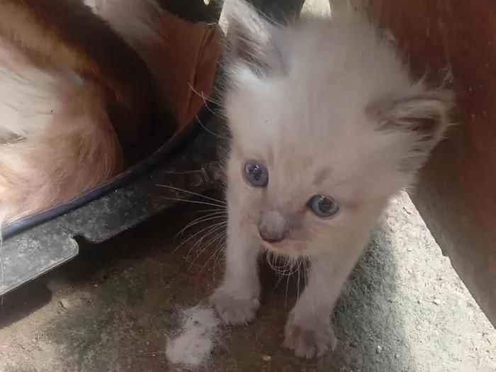 Gato ra a SRD-ViraLata idade Abaixo de 2 meses nome Sem Nome 