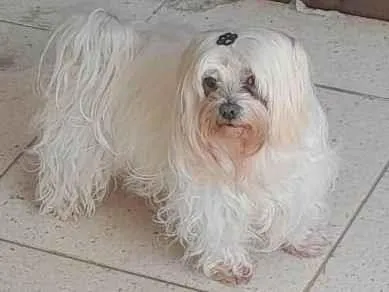 Cachorro raça Lhasa Apso idade 1 ano nome Marly