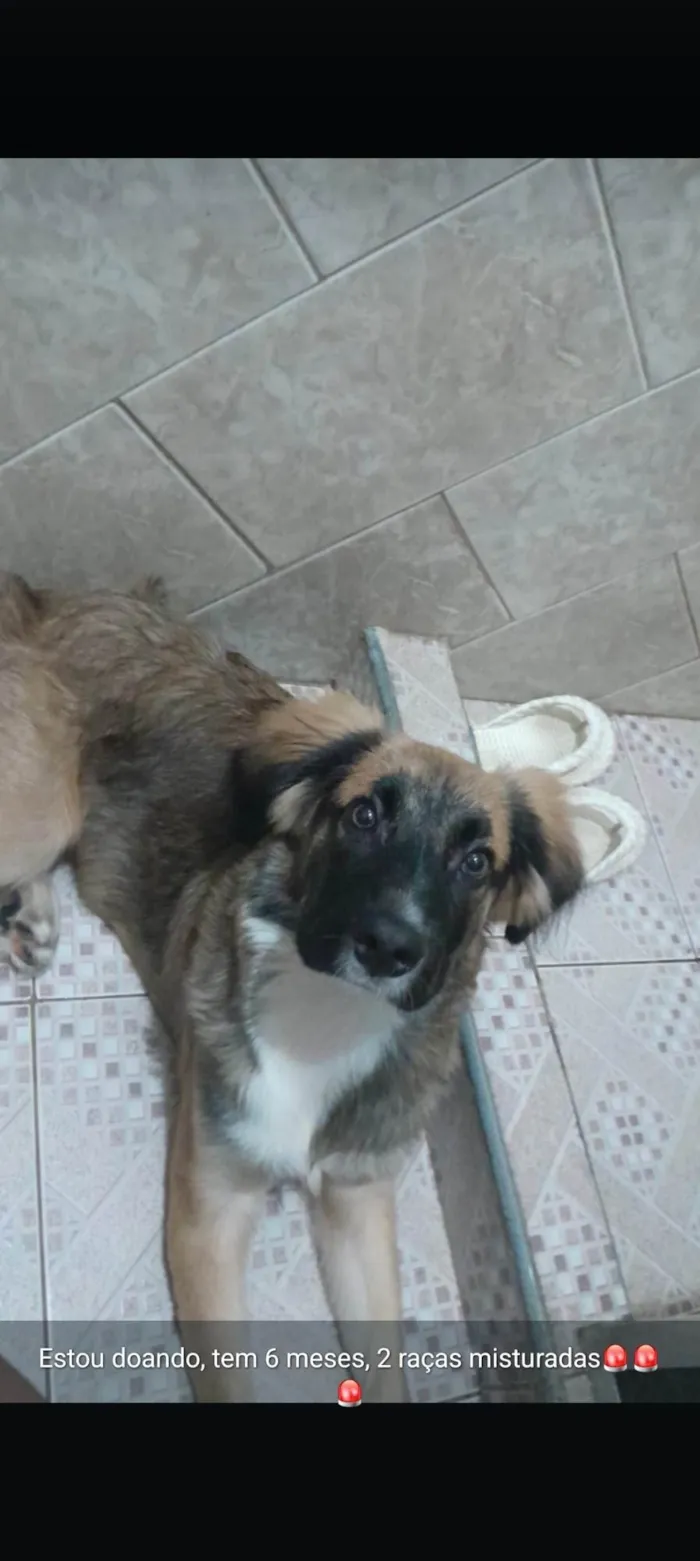 Cachorro ra a SRD-ViraLata idade 2 a 6 meses nome Luck