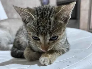 Gato raça SRD-ViraLata idade 2 a 6 meses nome Perona