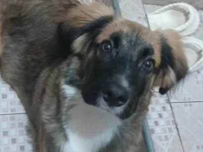 Cachorro raça SRD-ViraLata idade 2 a 6 meses nome Luck