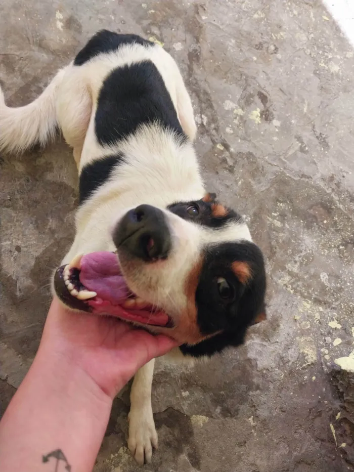 Cachorro ra a SRD-ViraLata idade 3 anos nome Fred