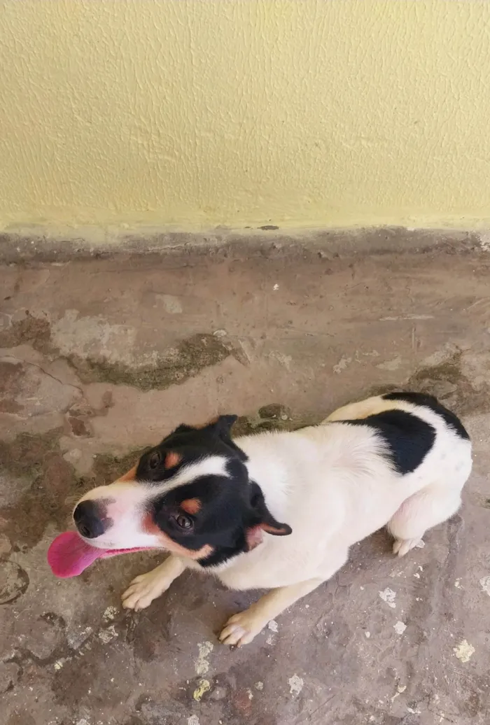 Cachorro ra a SRD-ViraLata idade 3 anos nome Fred