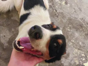 Cachorro raça SRD-ViraLata idade 3 anos nome Fred