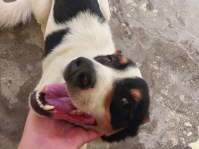 Cachorro raça SRD-ViraLata idade 3 anos nome Fred