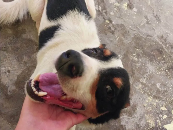 Cachorro ra a SRD-ViraLata idade 3 anos nome Fred