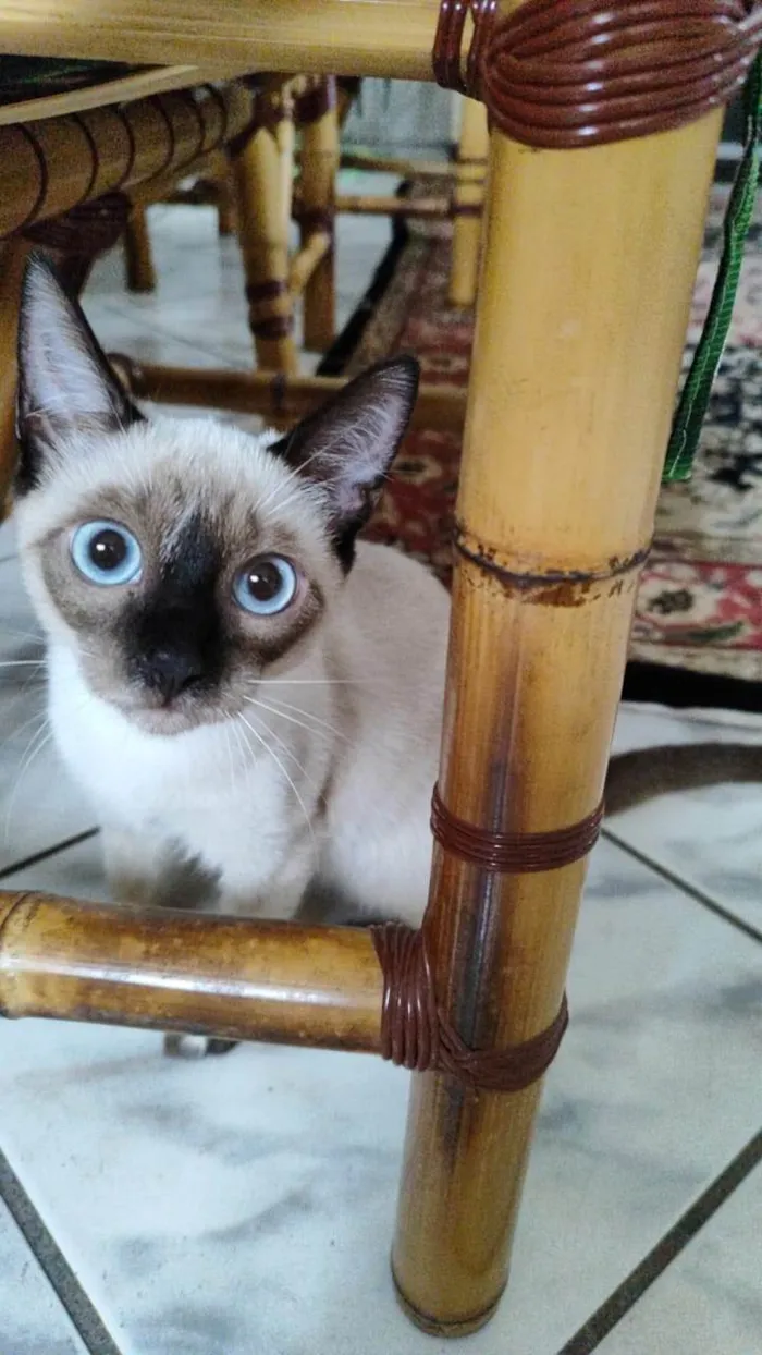 Gato ra a Siamês idade 2 a 6 meses nome Pandora