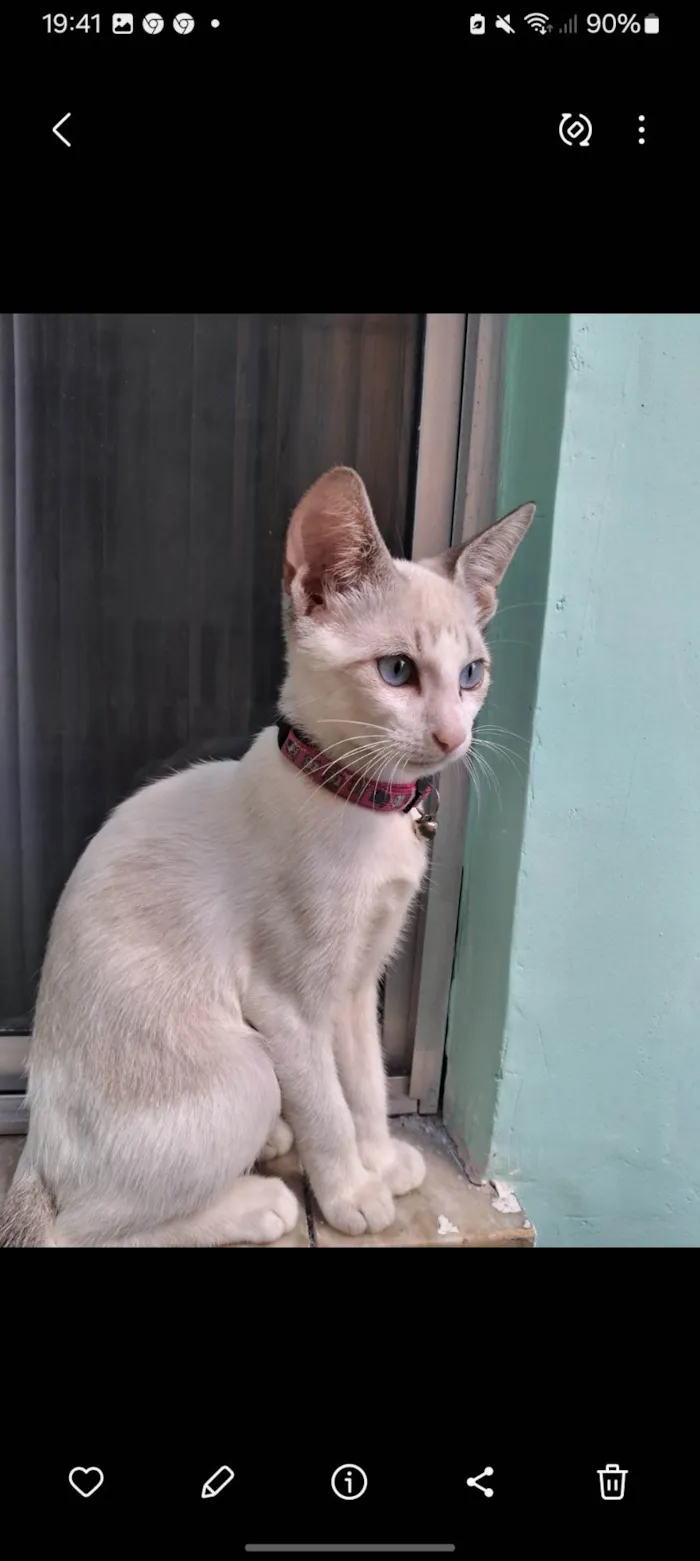 Gato ra a Exótico idade 2 a 6 meses nome Mia