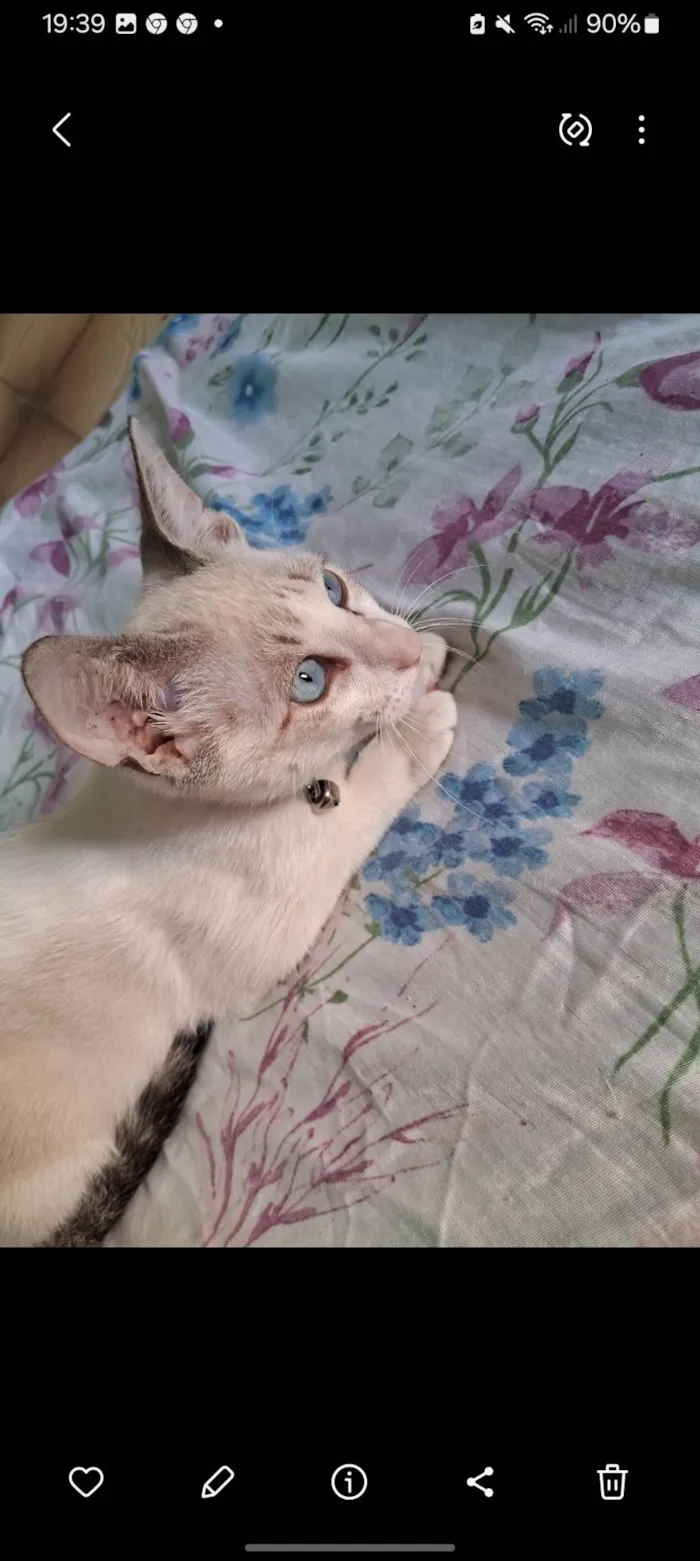 Gato ra a Exótico idade 2 a 6 meses nome Mia