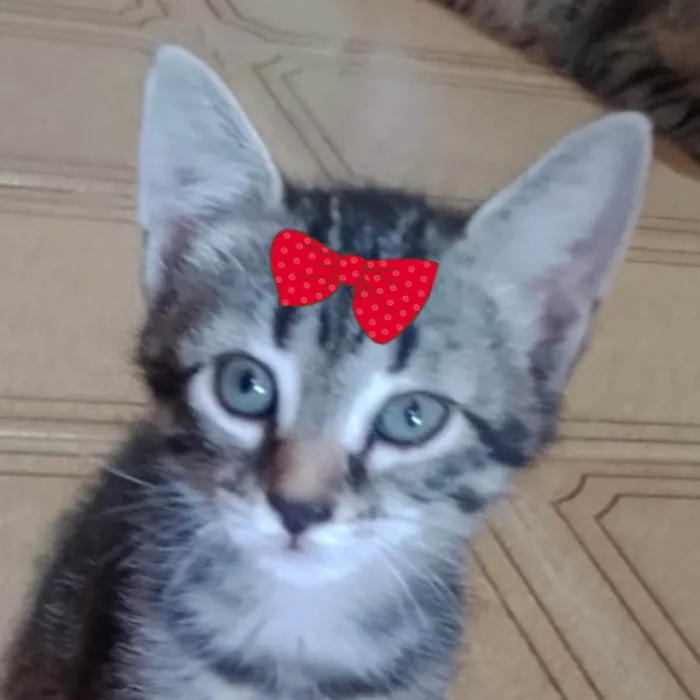 Gato ra a SRD-ViraLata idade 2 a 6 meses nome Lia 