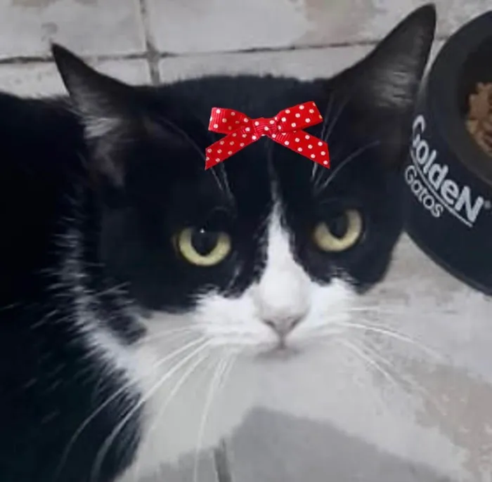 Gato ra a SRD-ViraLata idade 1 ano nome Minnie 